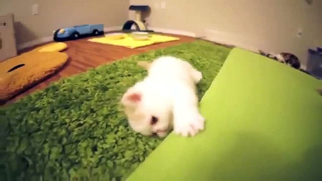 Chaton très mignon. drôle chaton