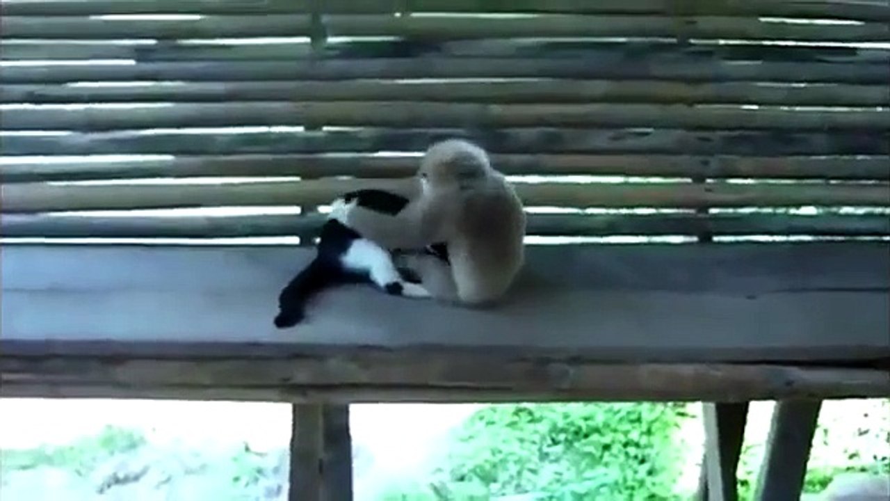 Duel inhabituel. Drôle singe et chaton drôle dans l'anneau