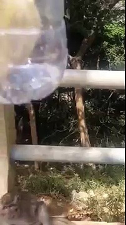 Singe et banane dans une bouteille en PET. Funny monkey obtient un bouteilles en PET banane