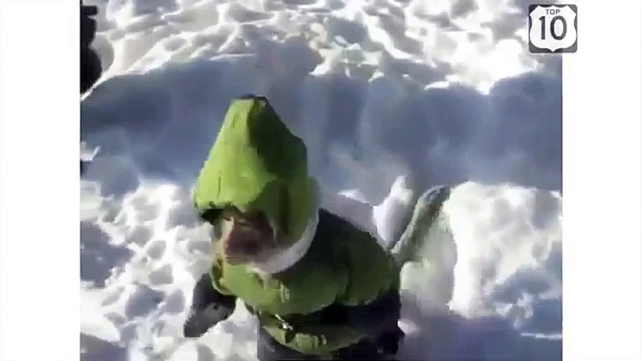 Singes hibernent aussi. Costume drôle de singe