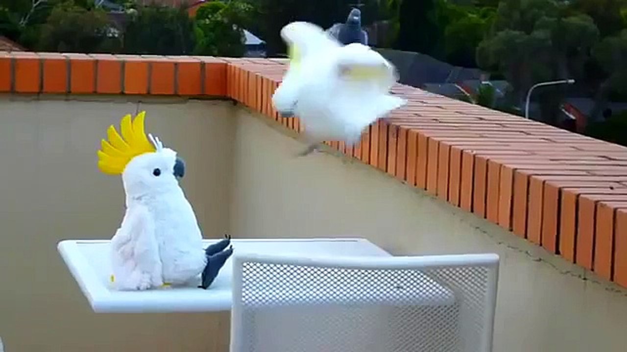 Il est pas réel. Perroquets drôles trouvé un ami