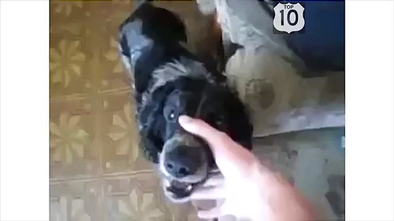 Ils rire et avoir du plaisir. Chien drôle et amusant