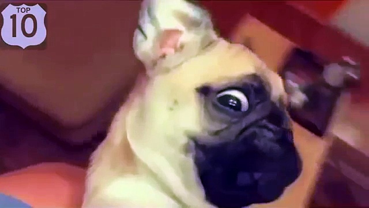 Ils diversifient nos vies. Chats et les chiens drôles et drôles