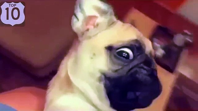 Ils diversifient nos vies. Chats et les chiens drôles et drôles