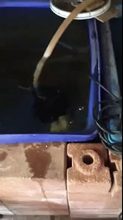 Ils savent aussi comment voler! Poisson volant drôle
