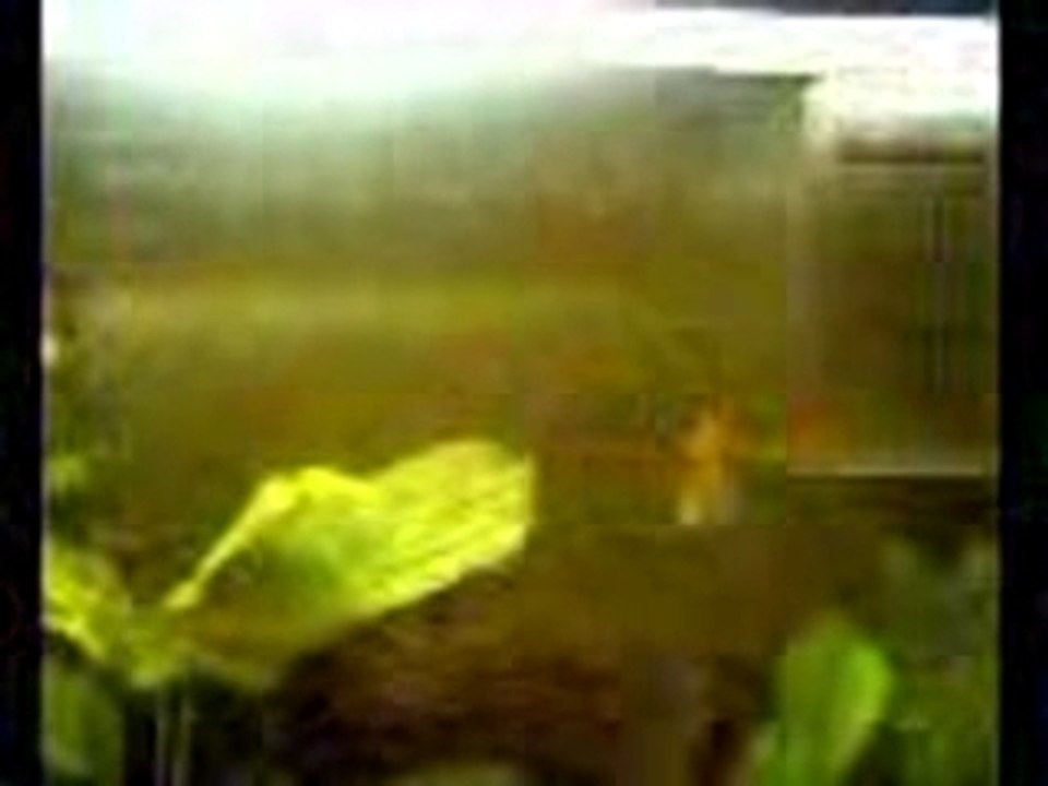 ACQUARIO CON PINK FLOID