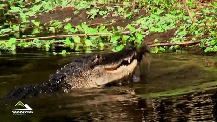 Apex Predator Season 1 Episode 1: Alligator