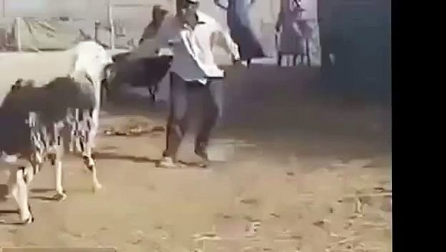 La venganza de las ovejas. Hombre divertido colillas de ovejas para la causa