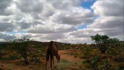 Un episodio en la vida de un camello. camello divertido