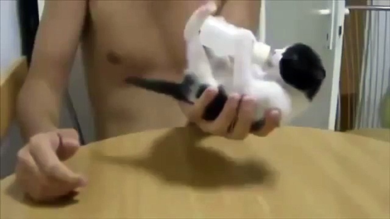No van a ser aburrido. Gatos divertidos no se pierda