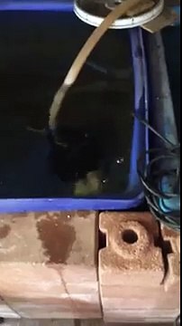 También saben cómo volar! Peces voladores divertidoTambién saben cómo volar! Peces voladores divertido