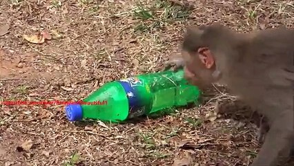 Solución no estándar. Mono divertido muerde a través de una botella de bebida