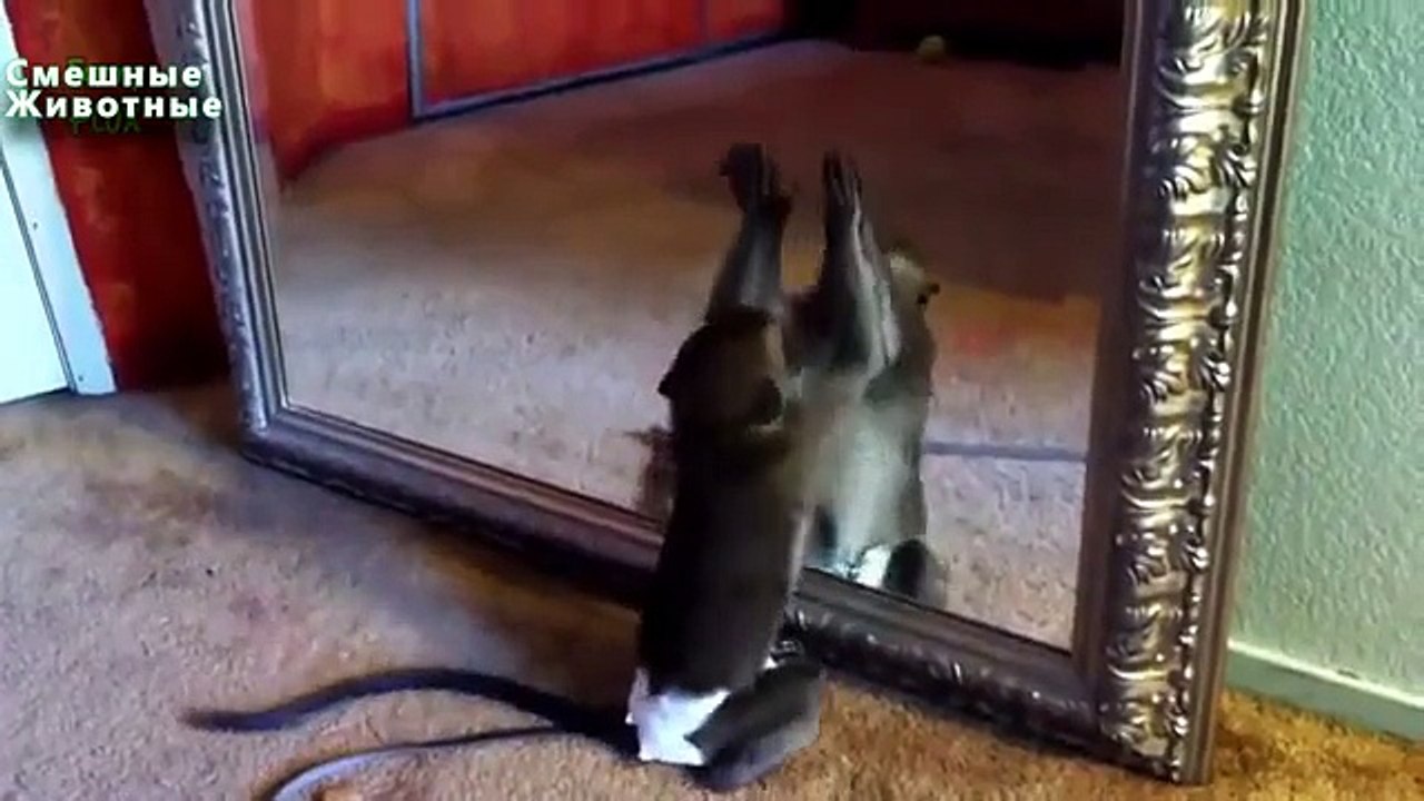 Mono-hooligan. mono divertido