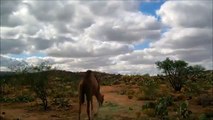 Um episódio da vida de um camelo. camelo engraçado