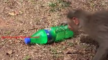 Solução não-padrão. Macaco engraçado morde através de uma garrafa de bebida