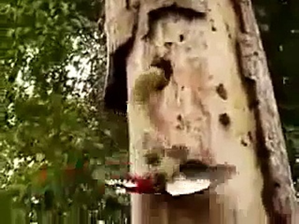 Woodpecker vs Snake.avi
