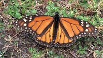 a report on butterflies The beauty nature