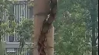 Phyton Snake On a tree
