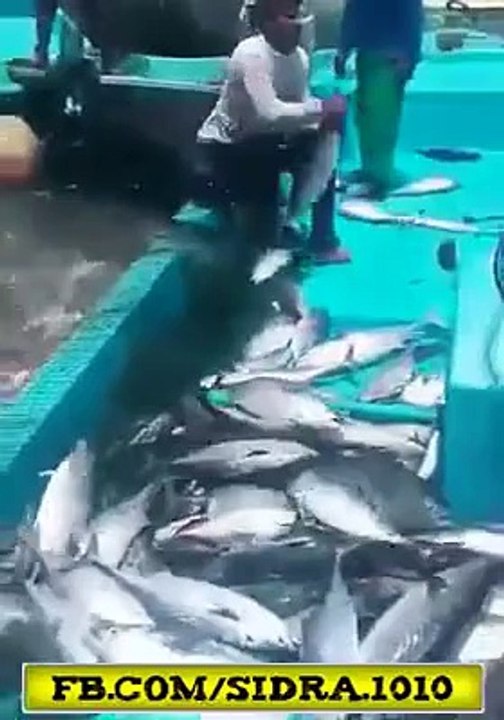 amazing fishing