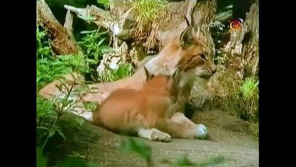 Развивающее видео для детей от года. Дикие животные и их детеныши (Звуки). Умный Ребенок