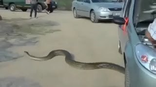 Giant Pythons Man Attack | Snake Attack