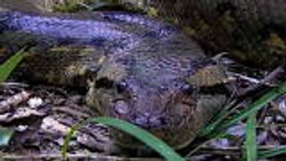 Anaconda Attacks TV Host