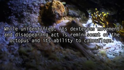 5 Unexplained Sea Monsters Caught on Tape