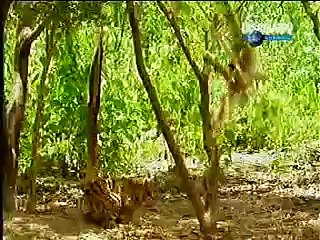 Monkey irritates Tigers - Funny Video