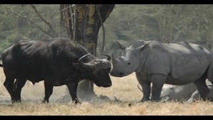 O Combate Mortal - Clube da Luta Animal