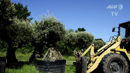 Rich Germans splurge on sun-thirsty olive trees