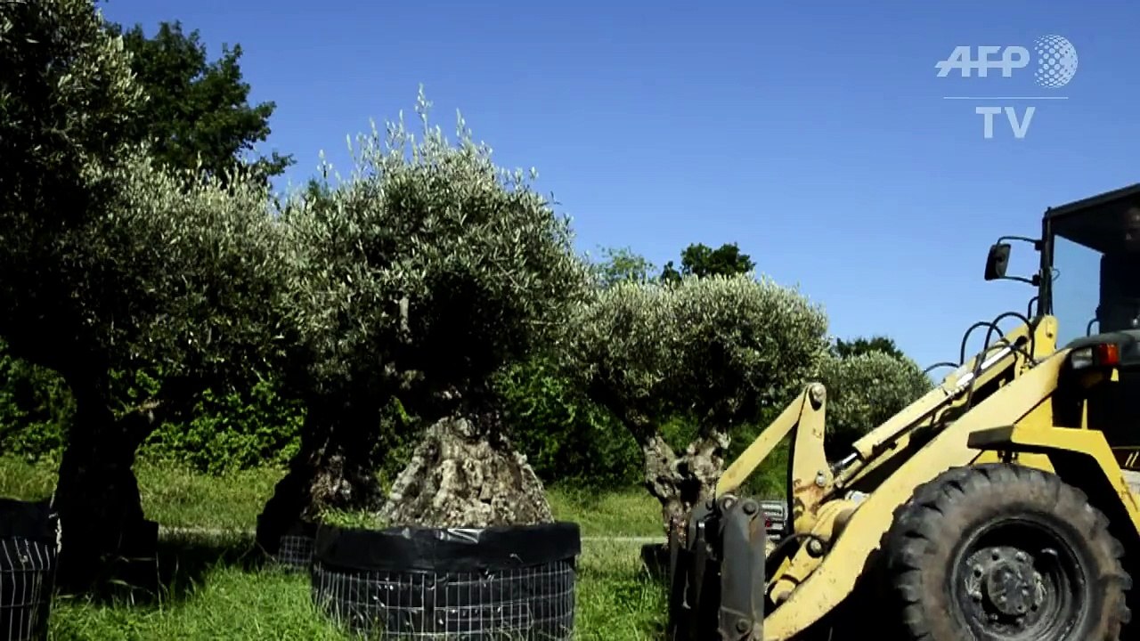 Rich Germans splurge on sun-thirsty olive trees