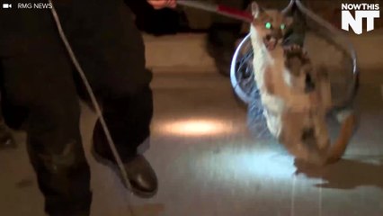 Mountain Lion Cub Captured In California