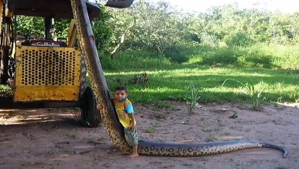 Descargar video: Giant Anaconda - Sucuri - Green Anaconda - Eunectes Murinus