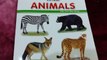 Animals For Children To Learn _ Learning Animals For Toddlers, Kids _ Learning Animals For Children
