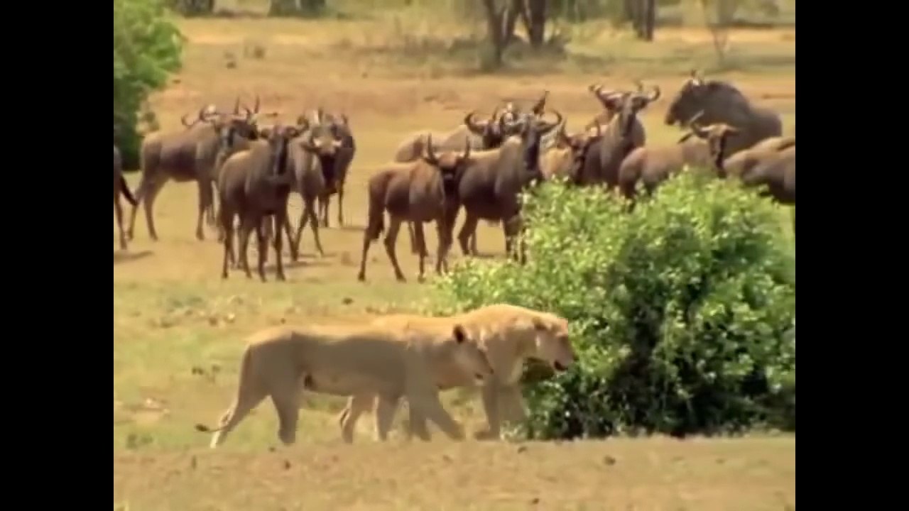 Lions Life Documentary | Wild Animal Secrets Documentary | Lion Documentary HD