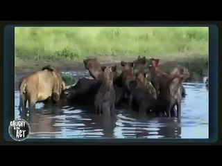 Group Of Hyenas Fight Male Lion