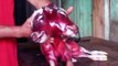 Two headed cow discovered inside dead mothers womb