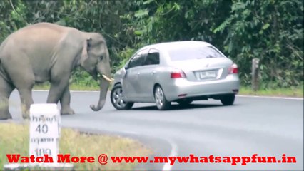 Whatsapp Videos || Elephant Crush the Car
