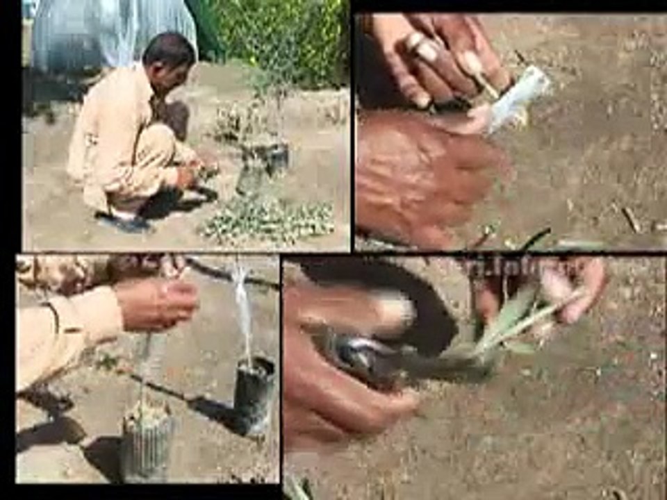 Olive Documentary 2015
