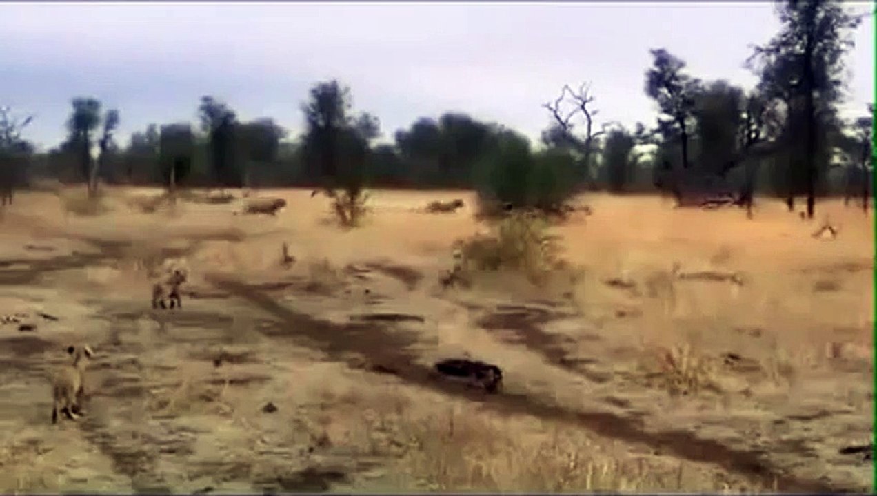 Lions Most Powerful and Dangerous Attacks Analysis Best Wild Animal Videos