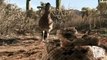Roadrunner Attacks Rattlesnake - Exclusive Video_(360p)