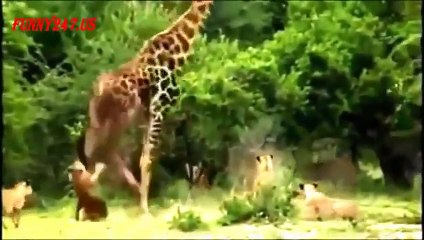 South Africa Lion vs Giraffe _ Wild Attack Animals_(360p)