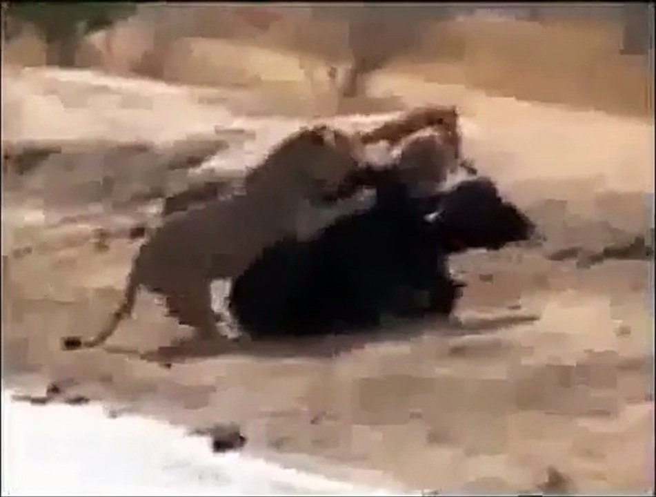 Wild Animal lions Couple Attacked Buffalo Safar...