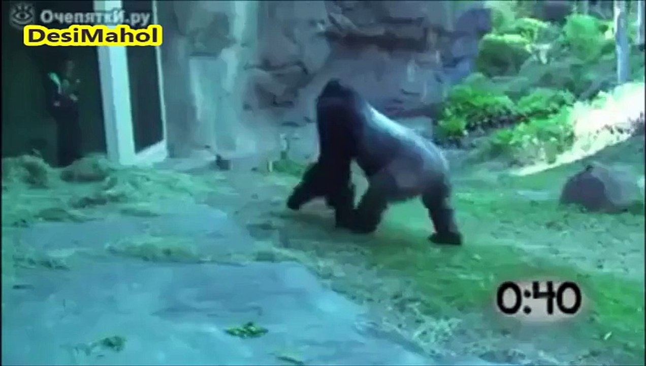 Wild Animals Trying to Attack on Baby