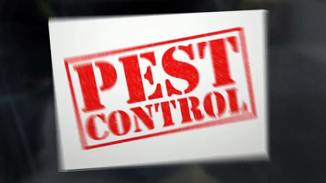 Pest Control Boise