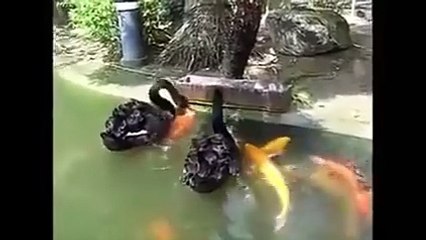 amazing intelligent ducks feed fishes watch this miracle of ALLAH