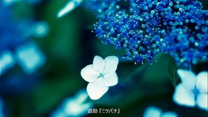 遊助【ミツバチ】