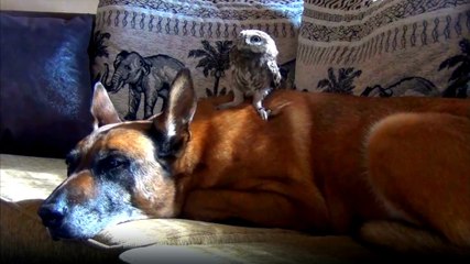 Köpeğin Sırtında Keyif Çatan Baykuş