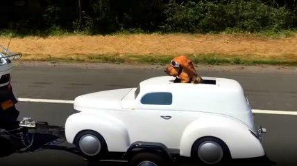 Köpek Yol Boyunca Maket Arabada Yolculuk Etti