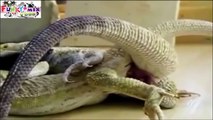 Lizards Mating WEIRD SEX !!, (Intercourse) HD Must See